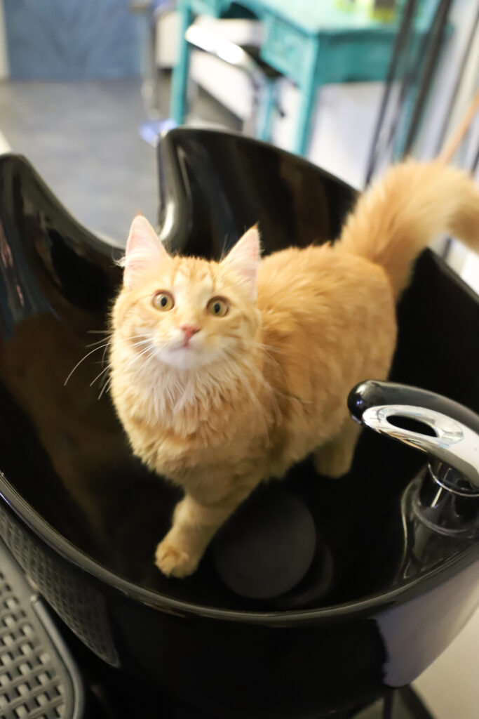 Tierfotografie - Katzen im Friseursalon
