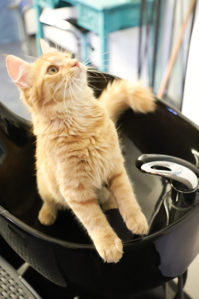 Tierfotografie - Katzen im Friseursalon