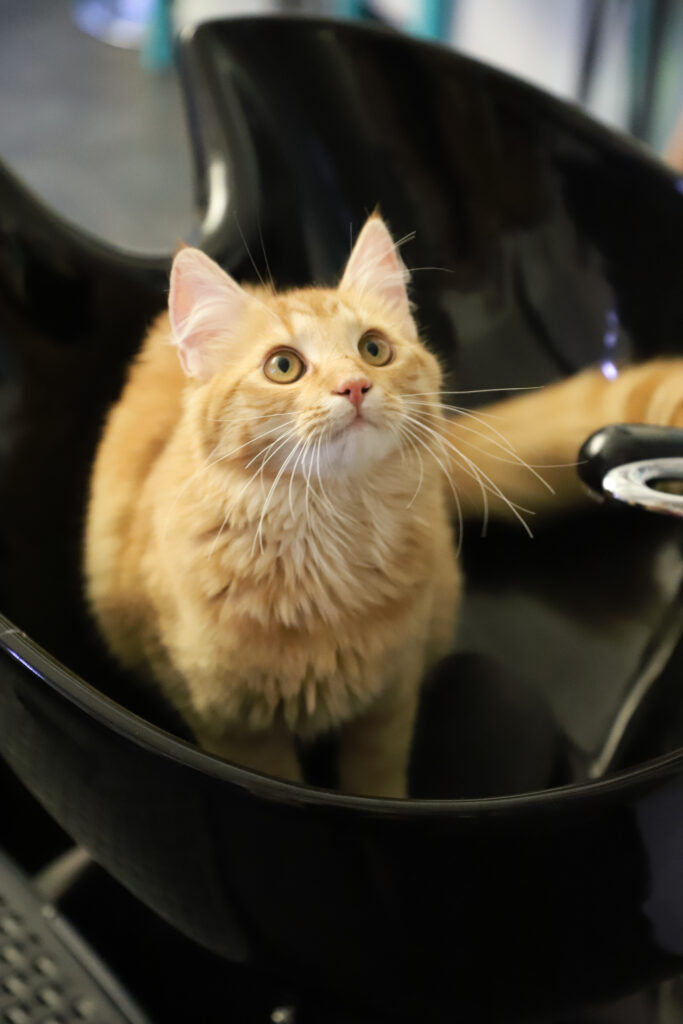 Tierfotografie - Katzen im Friseursalon