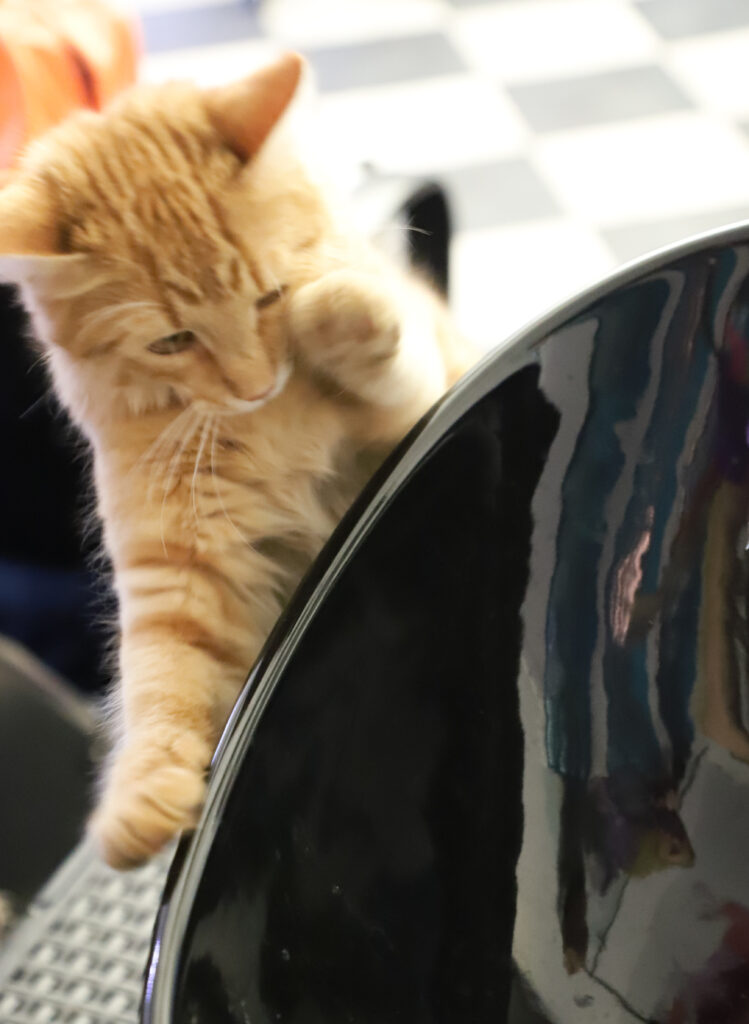 Tierfotografie - Katzen im Friseursalon