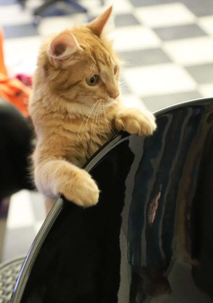 Tierfotografie - Katzen im Friseursalon