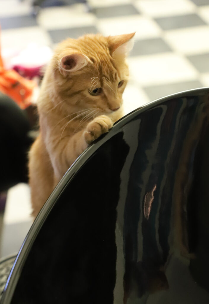 Tierfotografie - Katzen im Friseursalon