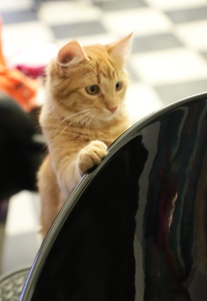 Tierfotografie - Katzen im Friseursalon