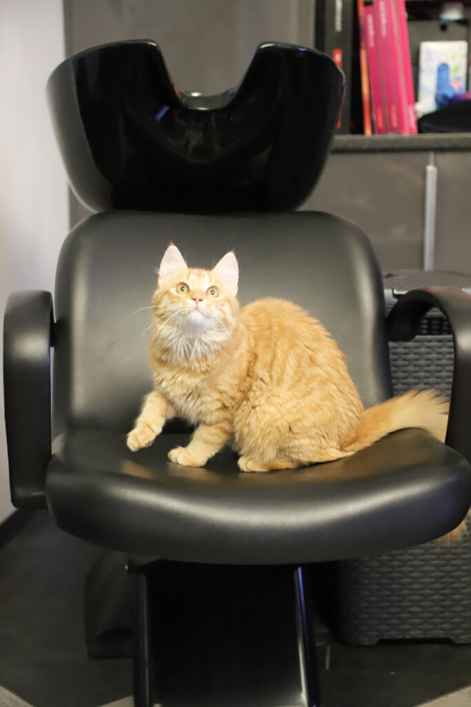 Tierfotografie - Katzen im Friseursalon