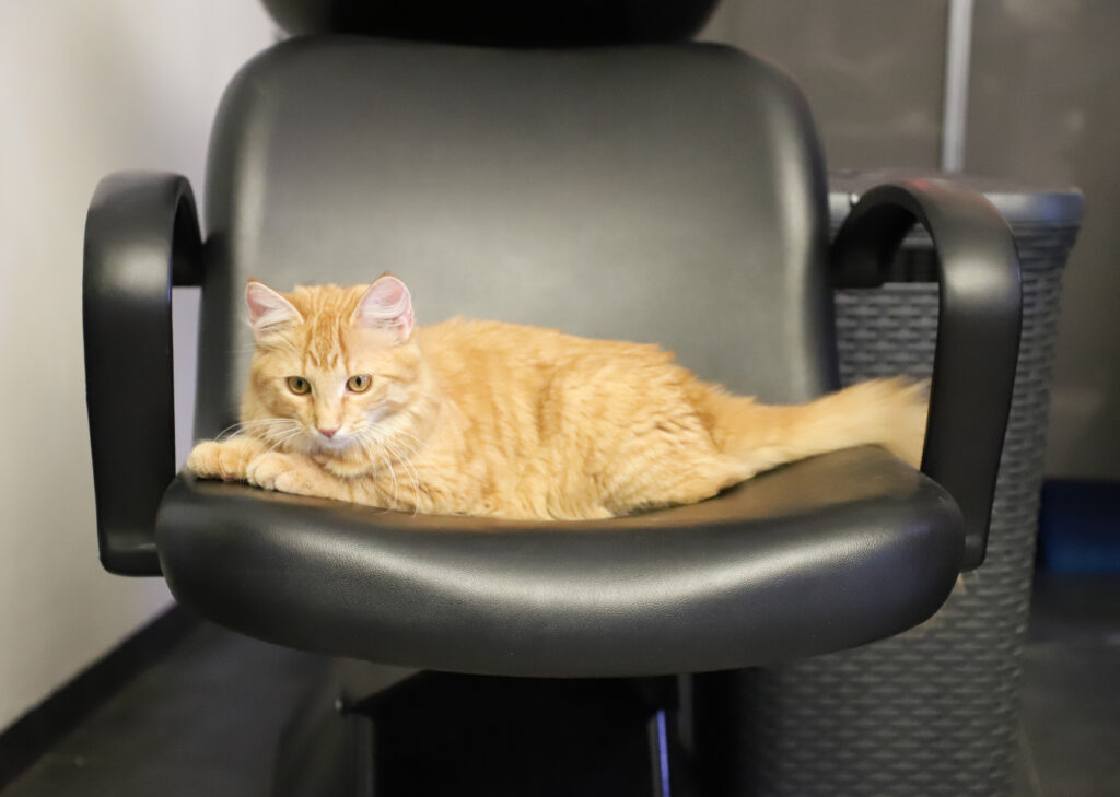 Tierfotografie - Katzen im Friseursalon