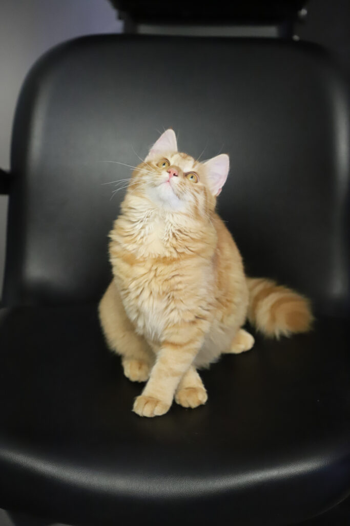 Tierfotografie - Katzen im Friseursalon