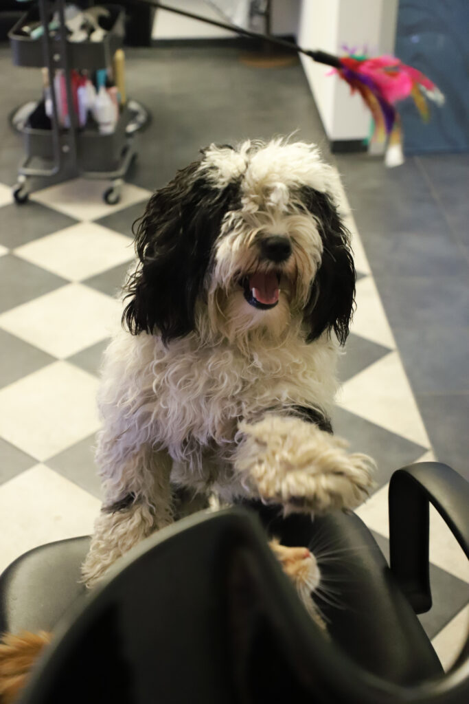 Tierfotografie - Hunde im Friseursalon
