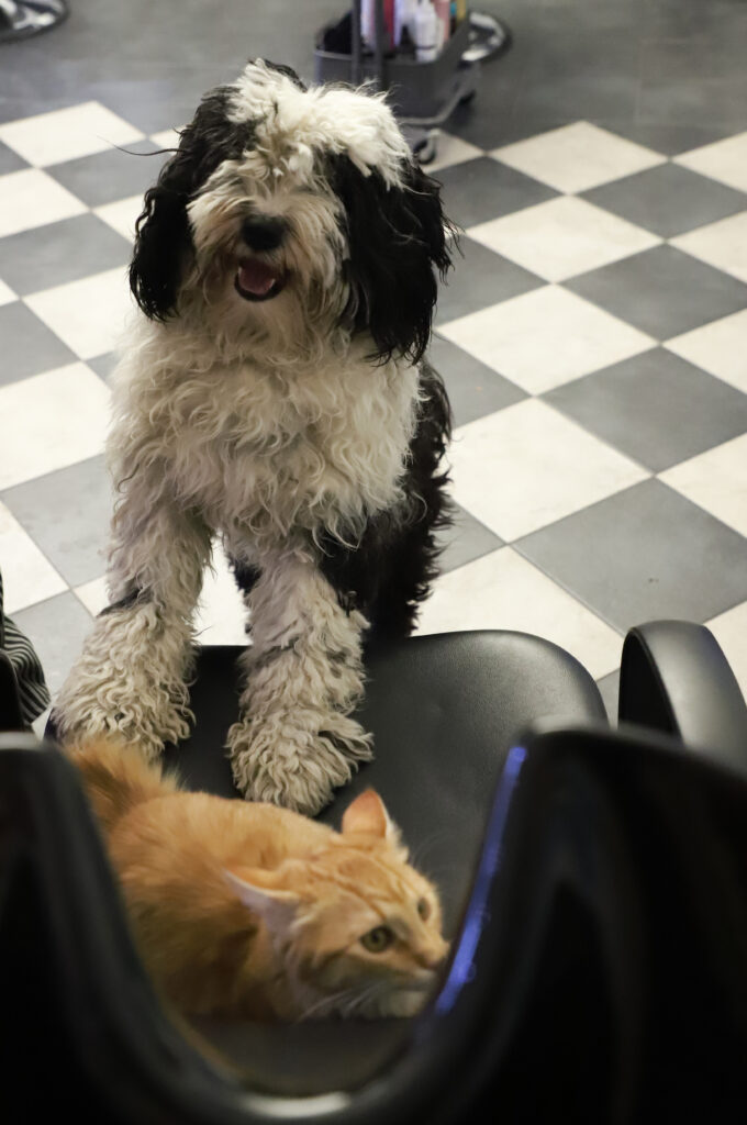 Tierfotografie - Hunde im Friseursalon