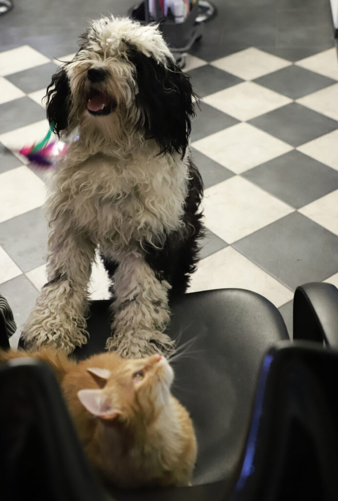 Tierfotografie - Hunde im Friseursalon
