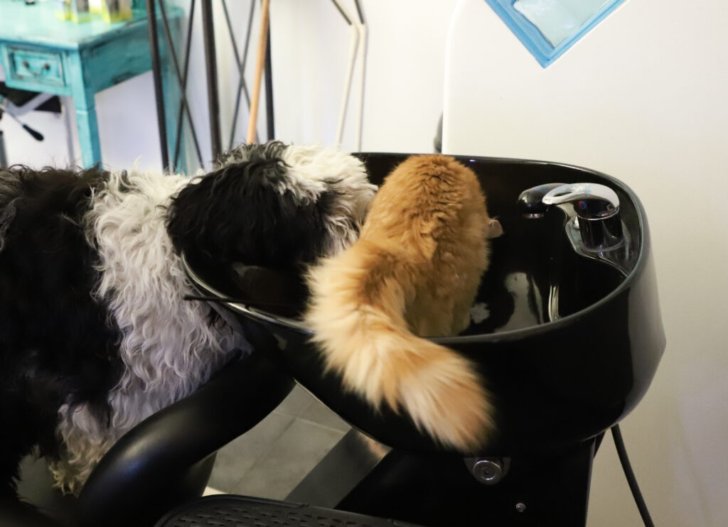 Tierfotografie - Hunde im Friseursalon