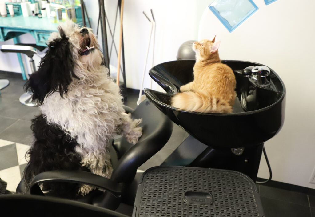 Tierfotografie - Hunde im Friseursalon