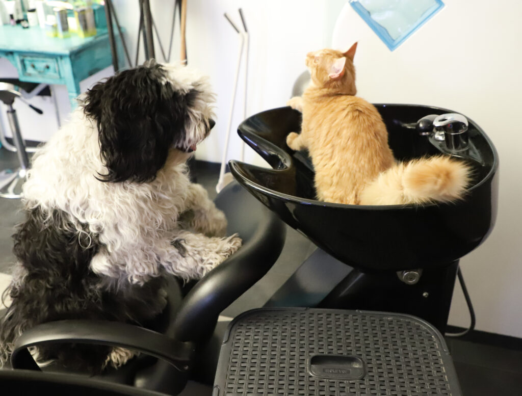 Tierfotografie - Hunde im Friseursalon