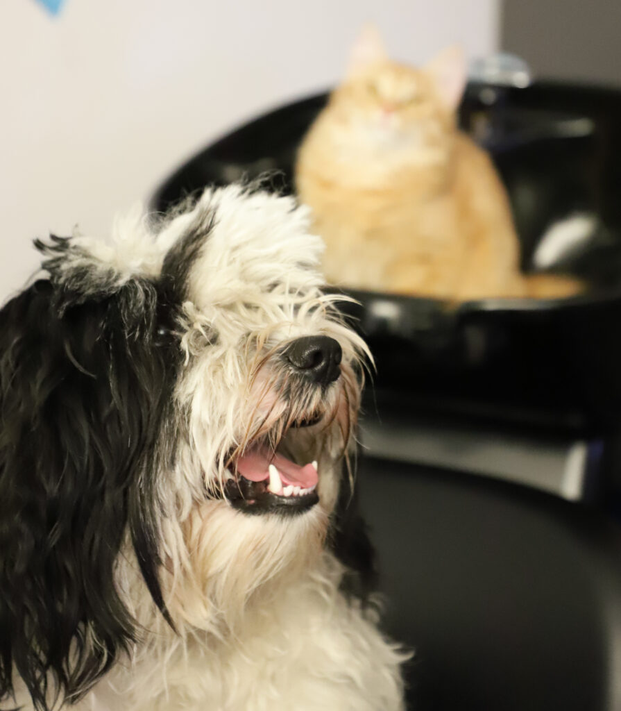 Tierfotografie - Hunde im Friseursalon