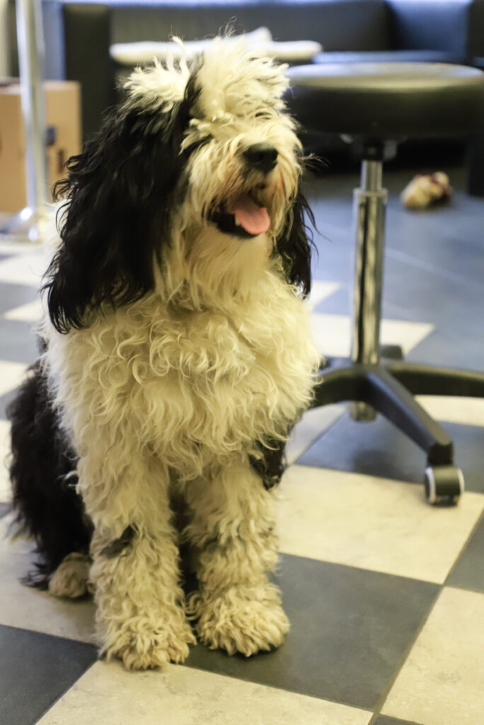 Tierfotografie - Hunde im Friseursalon