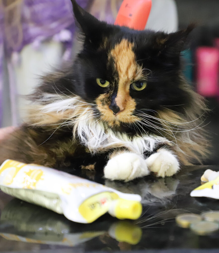 Tierfotografie - Katzen im Friseursalon