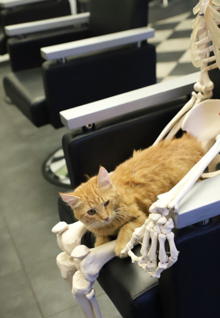 Tierfotografie - Katzen im Friseursalon