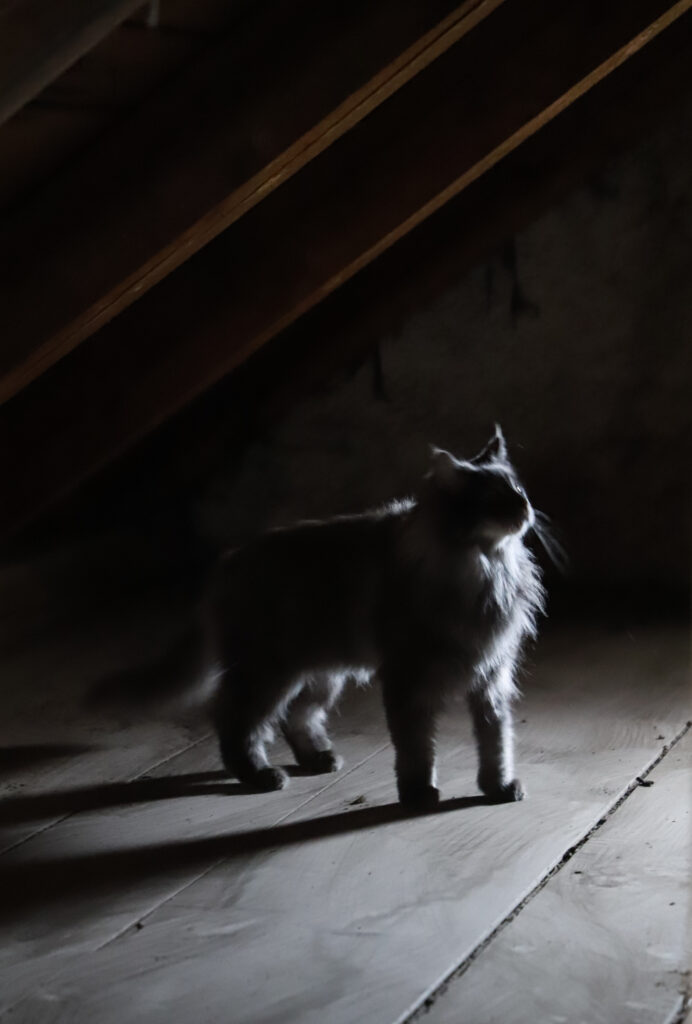 Tierfotografie - Licht und Schatten