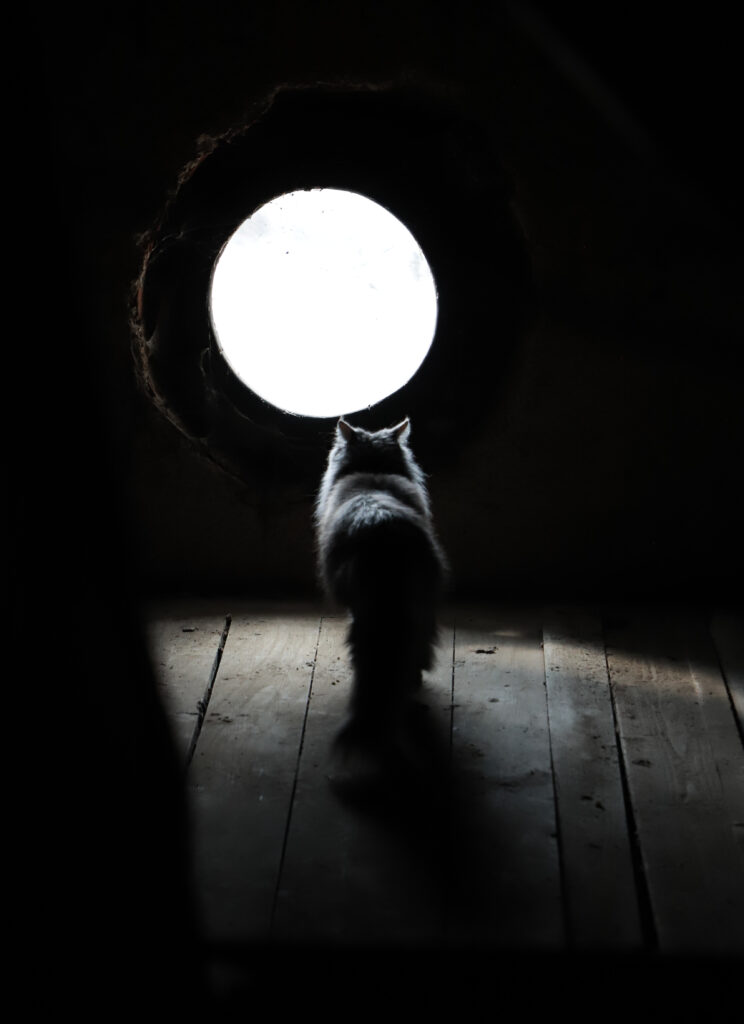 Tierfotografie - Licht und Schatten