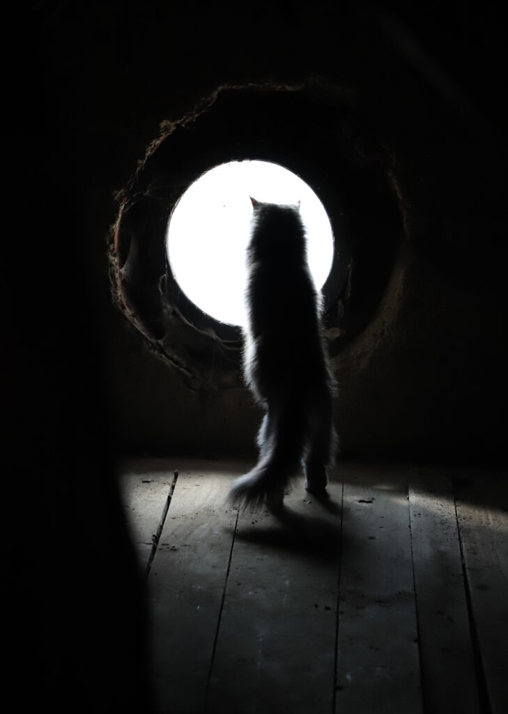 Tierfotografie - Licht und Schatten