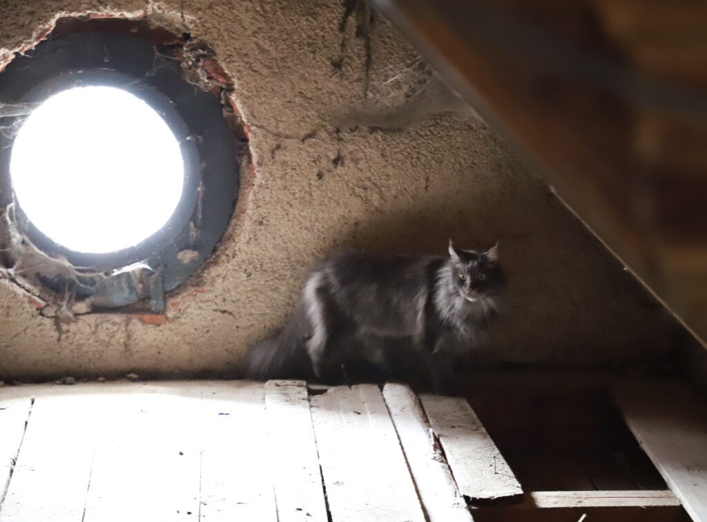 Tierfotografie - Licht und Schatten