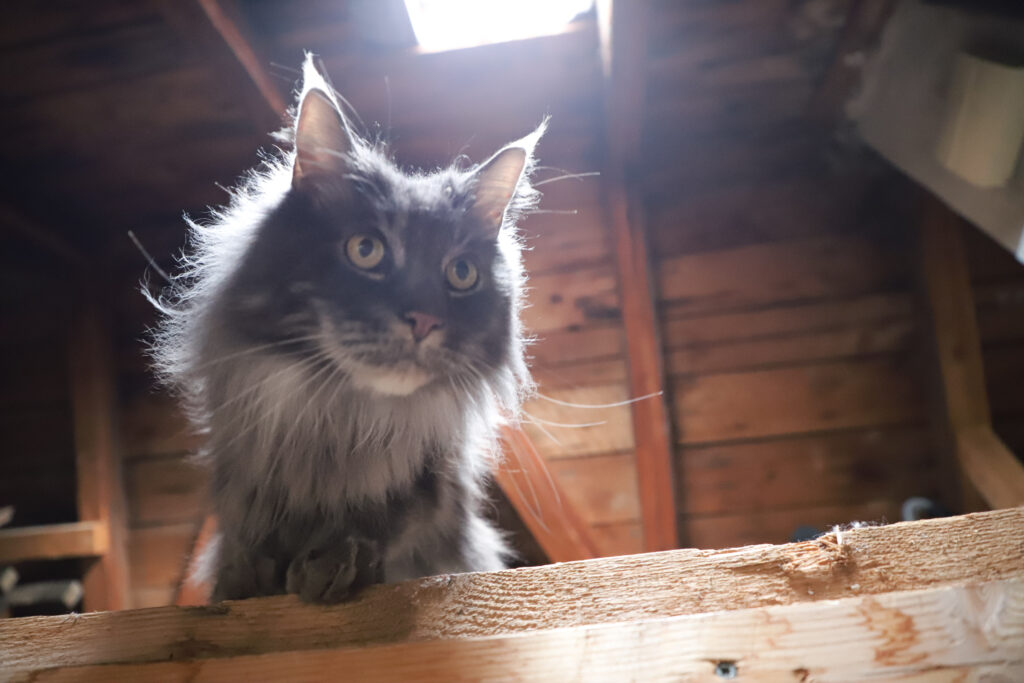 Tierfotografie - Licht und Schatten