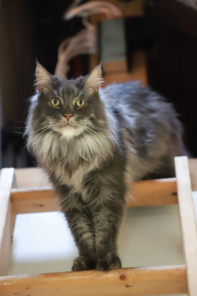 Tierfotografie - Licht und Schatten