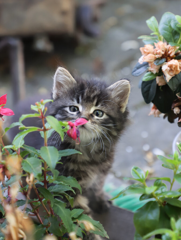 Tierfotografie - Katzenmutter stellt ihr Kind vor