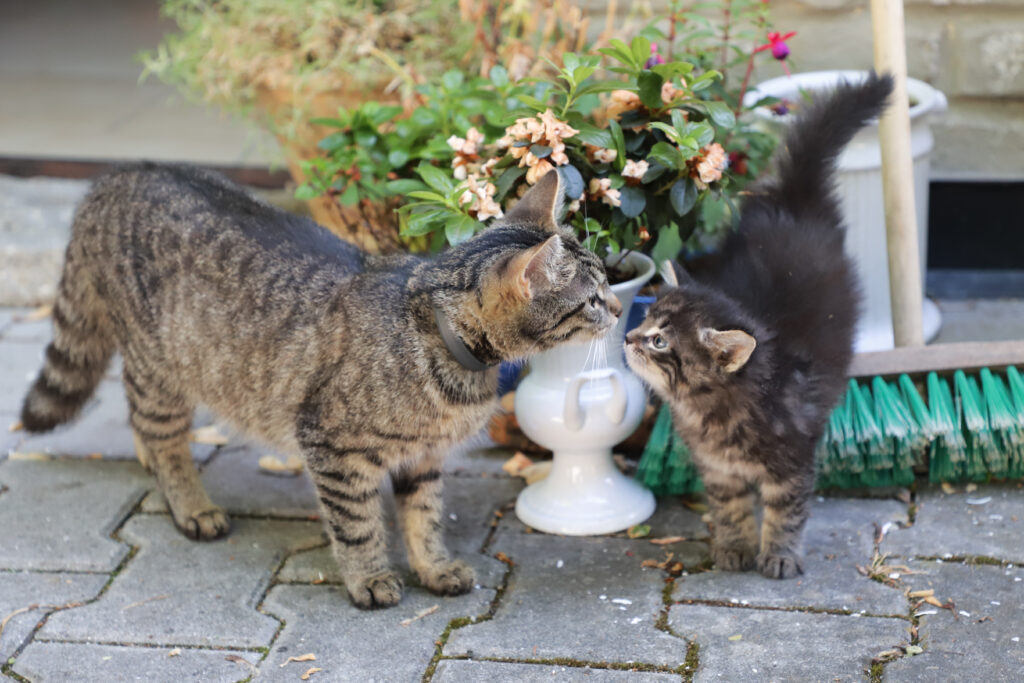 Tierfotografie - Katzenmutter stellt ihr Kind vor
