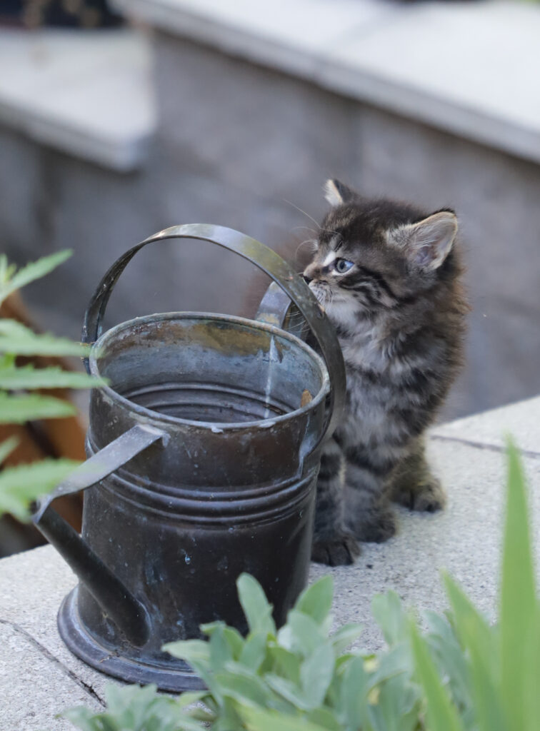 Tierfotografie - Katzenmutter stellt ihr Kind vor