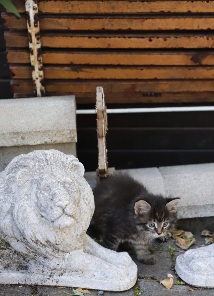 Tierfotografie - Katzenmutter stellt ihr Kind vor