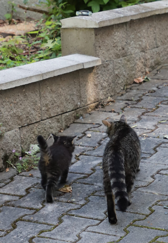 Tierfotografie - Katzenmutter stellt ihr Kind vor