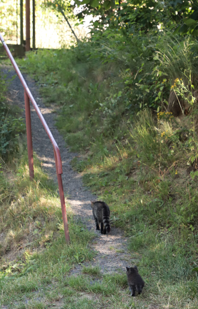Tierfotografie - Katzenmutter stellt ihr Kind vor