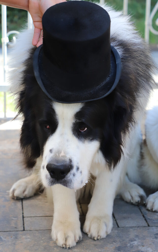 Tiereventfotografie zur Hochzeit - Braut und Bräutigam