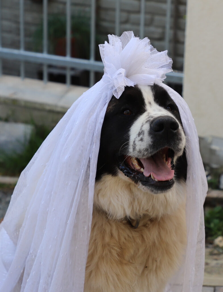 Tiereventfotografie zur Hochzeit - Braut und Bräutigam