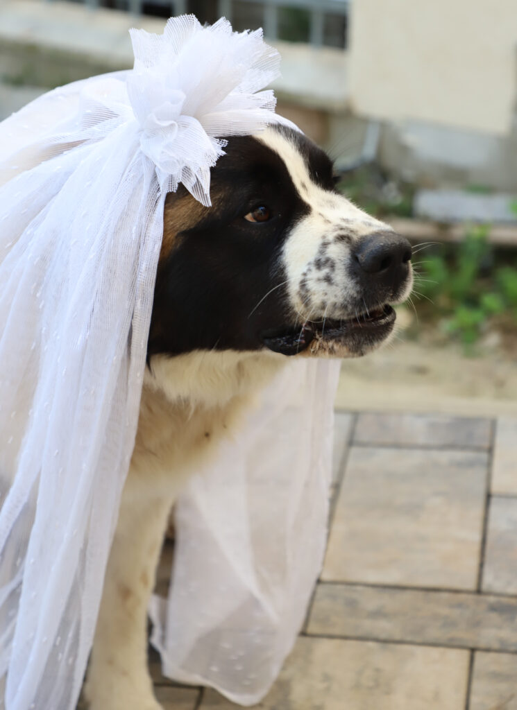 Tiereventfotografie zur Hochzeit - Braut und Bräutigam