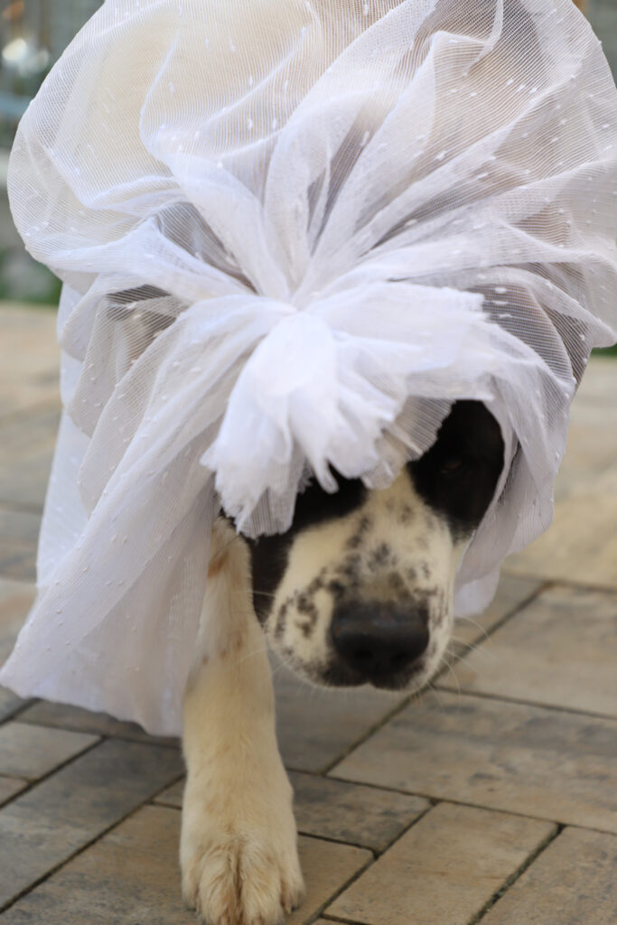 Tiereventfotografie zur Hochzeit - Braut und Bräutigam
