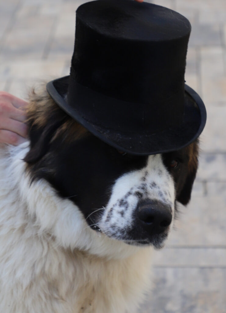 Tiereventfotografie zur Hochzeit - Braut und Bräutigam