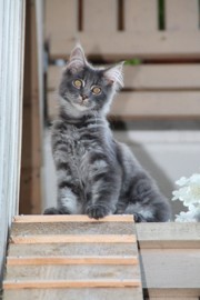 Mein Leben mit Strolchi - Bild 16