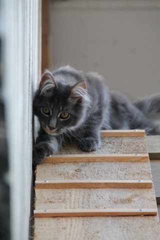 Mein Leben mit Strolchi - Bild 22