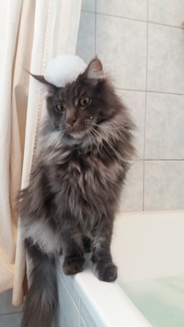 Mein Leben mit Strolchi - Bild 28