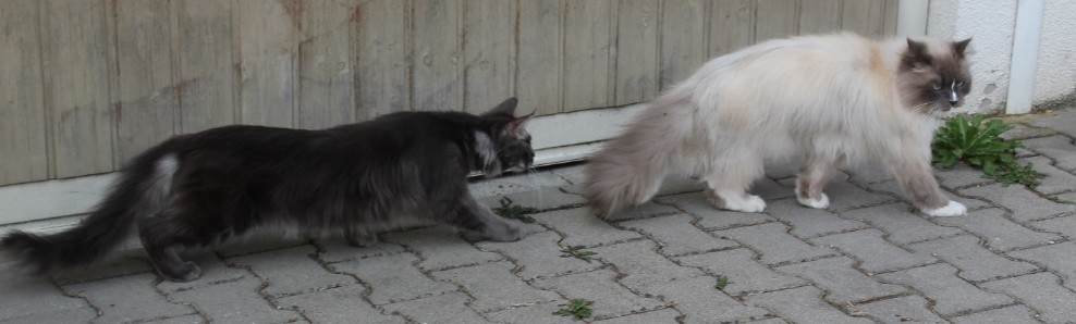Mein Leben mit Strolchi - Bild 29