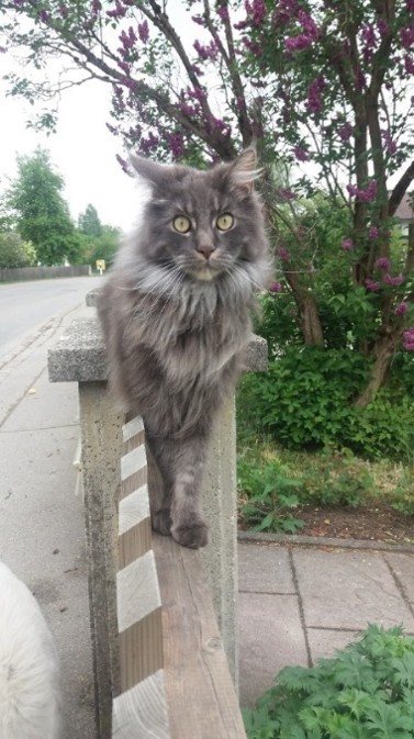 Mein Leben mit Strolchi - Bild 39