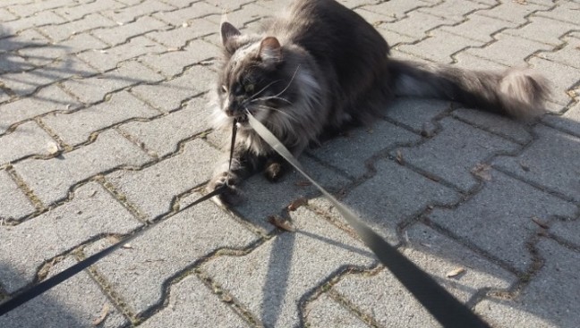 Mein Leben mit Strolchi - Bild 40