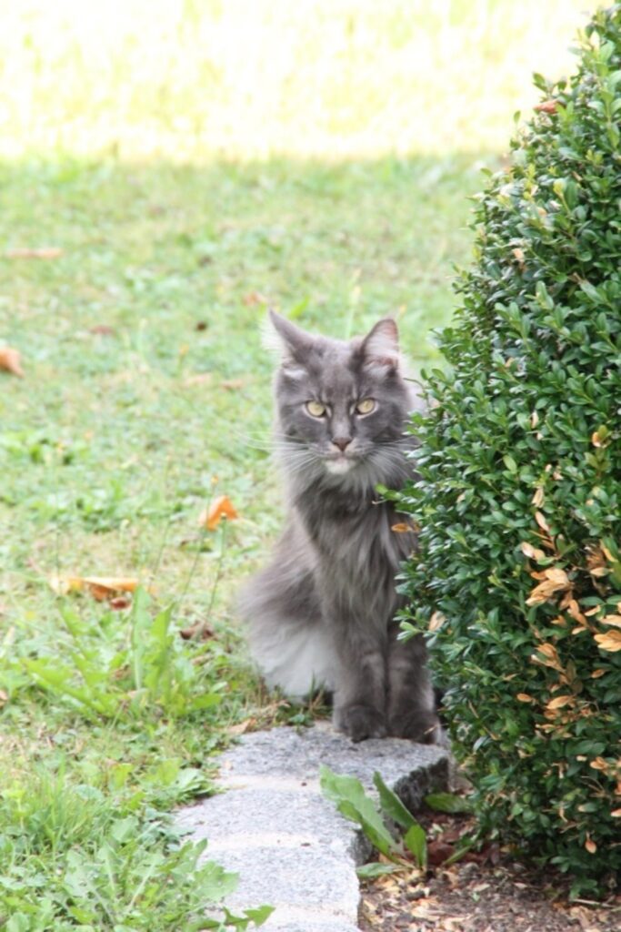 Mein Leben mit Strolchi - Bild 42