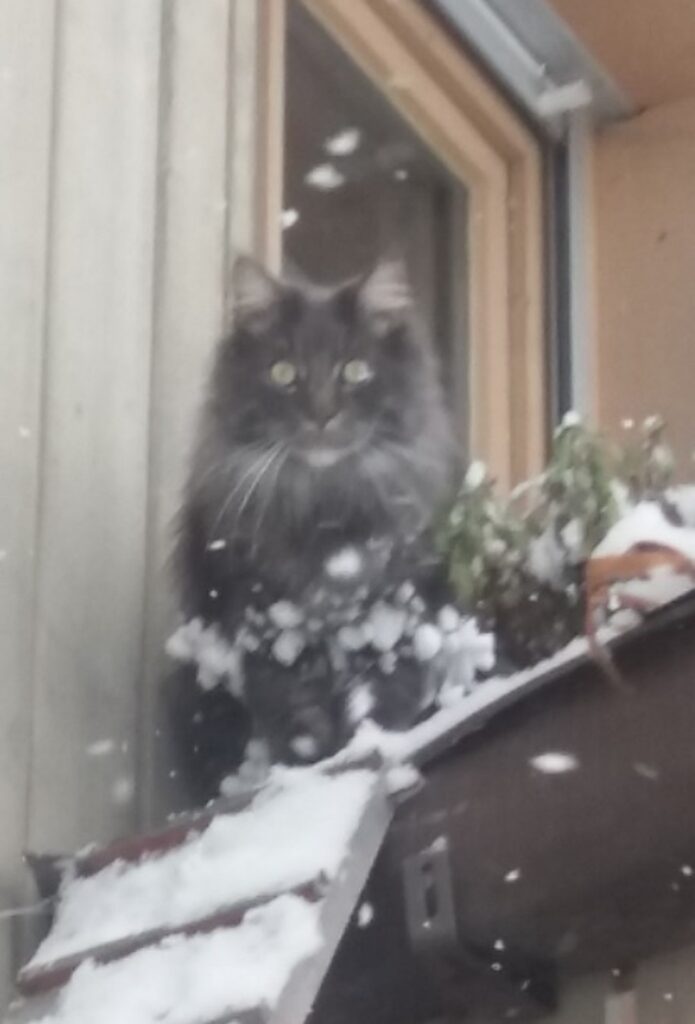 Mein Leben mit Strolchi - Bild 49