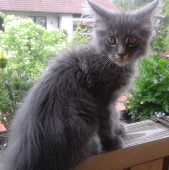 Strolchis Tagebuch - Teil 1 / Bild 108