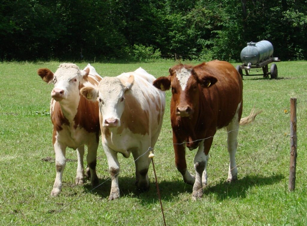 Zauberhafte Tierwelt - Bild 10