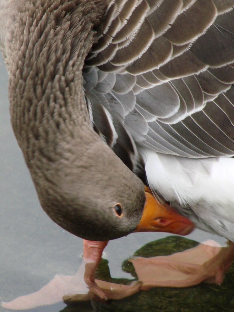 Zauberhafte Tierwelt - Bild 101