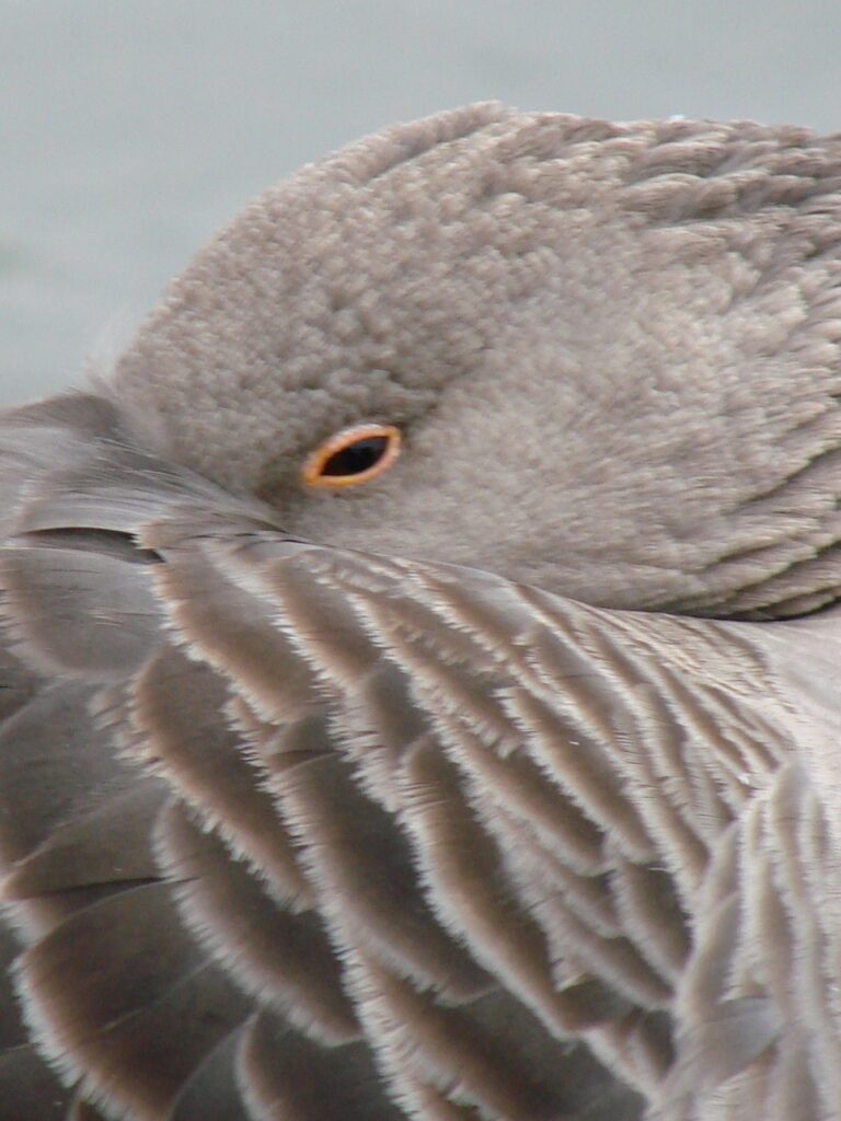 Zauberhafte Tierwelt - Bild 103