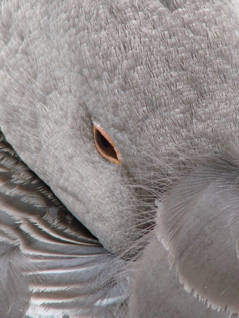 Zauberhafte Tierwelt - Bild 105